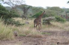 IMG 7750-Kenya, animals in Kimana Reserve